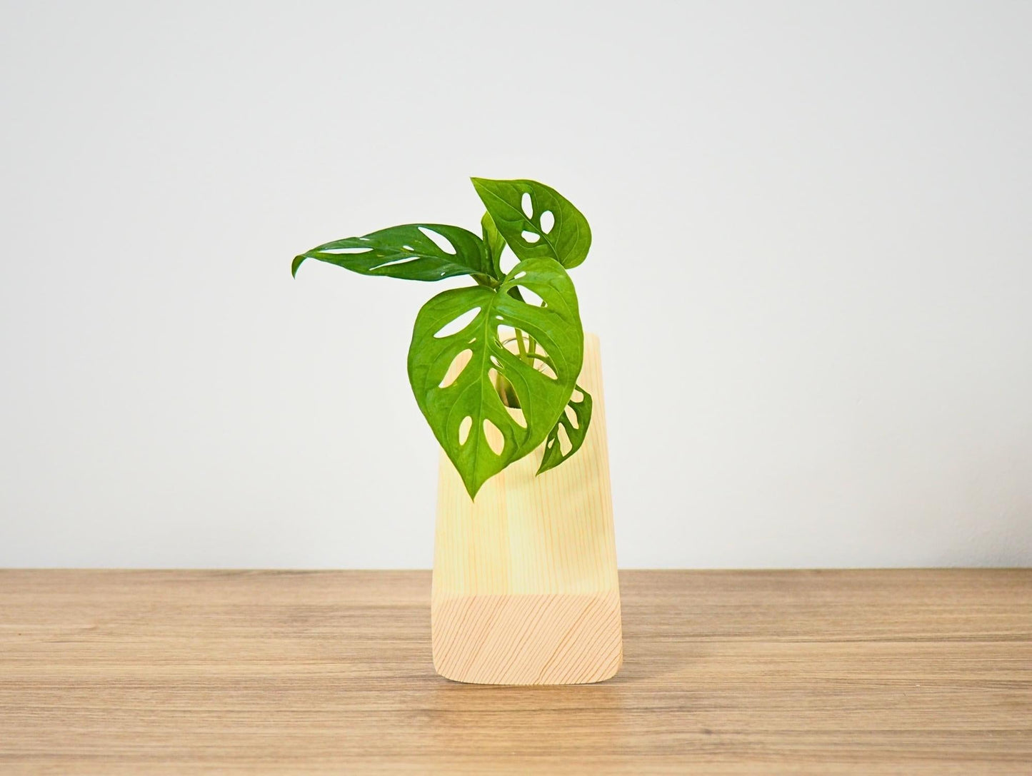 Vaso Propagatore Balance