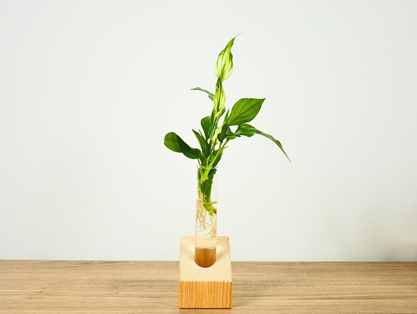 Vaso Propagatore Slice